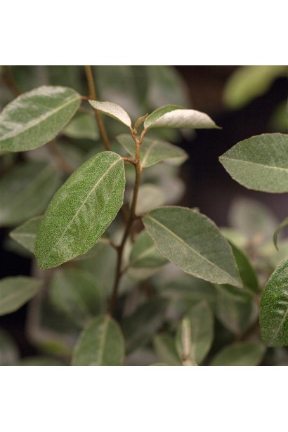 Декоративне листя Elaeagnus ebbingei